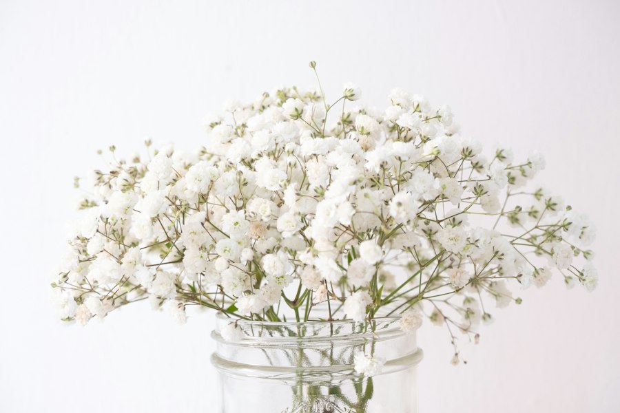 かすみ草のやわらかな花