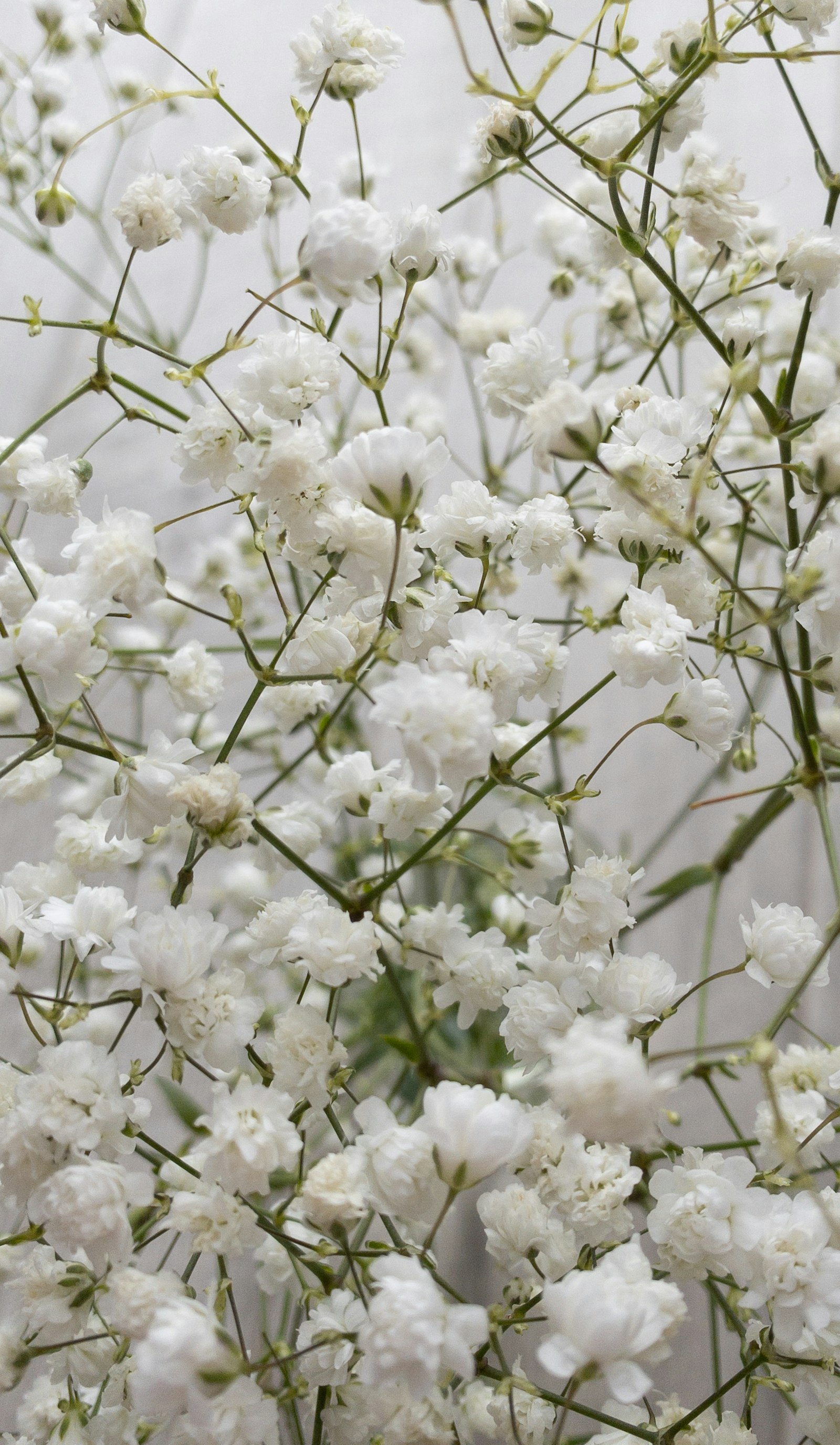 かすみ草のやわらかな花