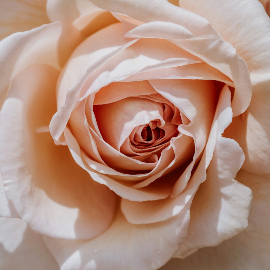 やわらかなベージュのバラの花
