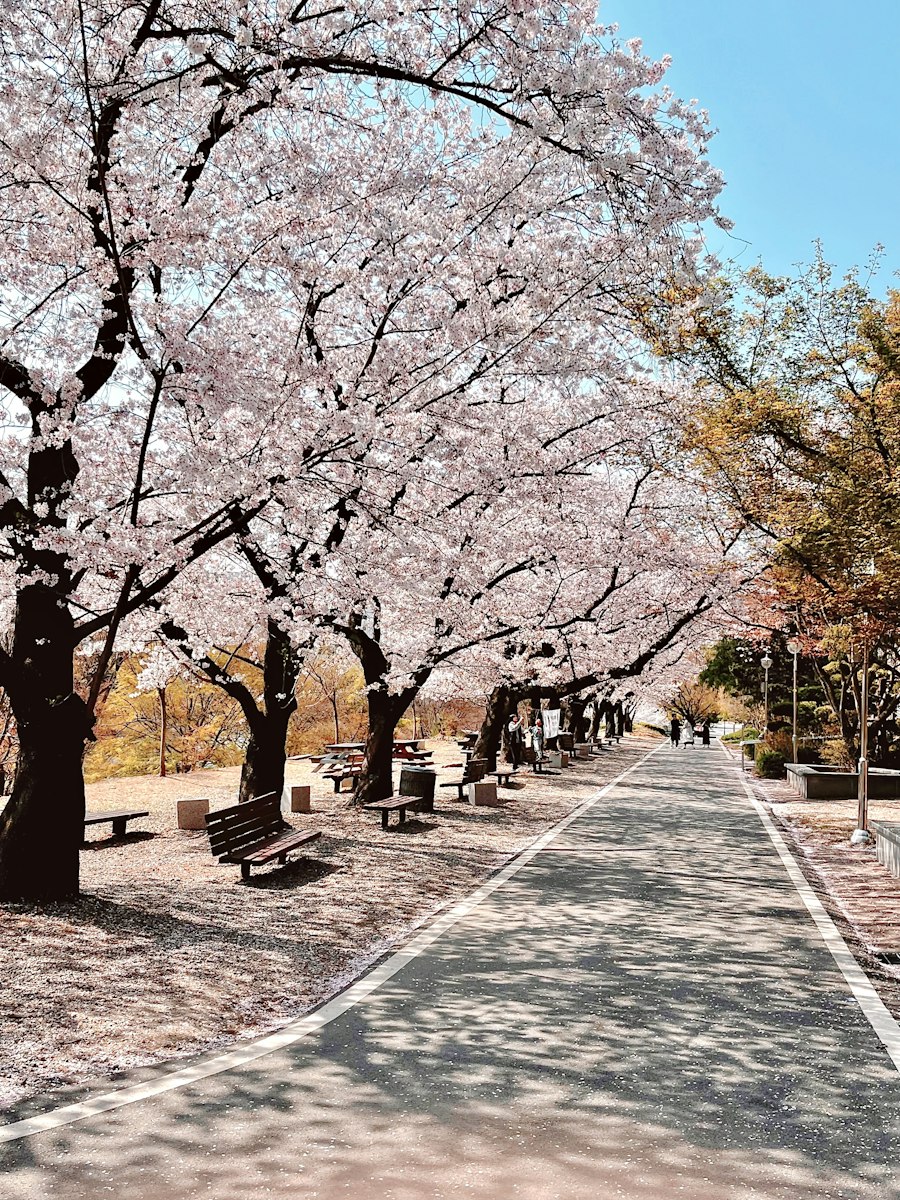 明るい桜並木が続く歩道